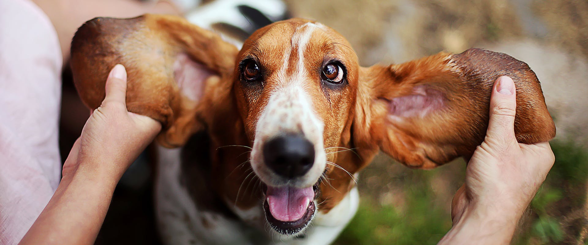 Unusual basset hotsell hound names